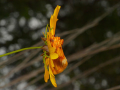 Cirrhophanus pretiosa