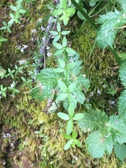 Galium californicum