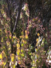 Kalanchoe fedtschenkoi