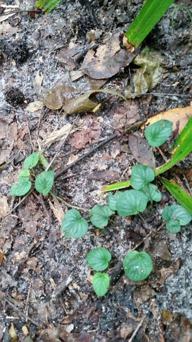 Viola walteri image