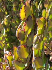 Kalanchoe fedtschenkoi