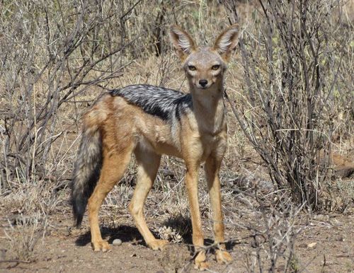 Black-backed Jackal