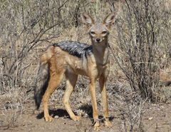 Lupulella mesomelas schmidti