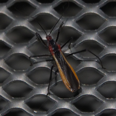 Polytoxus fuscovittatus