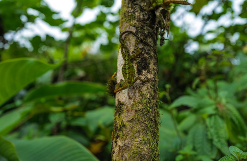 Dominica Anole, Anolis oculatus