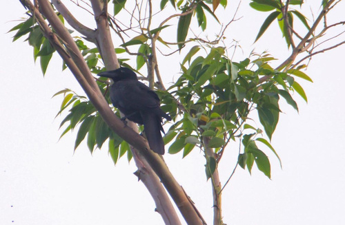 Philippine Jungle Crow (Corvus philippinus), photo 4