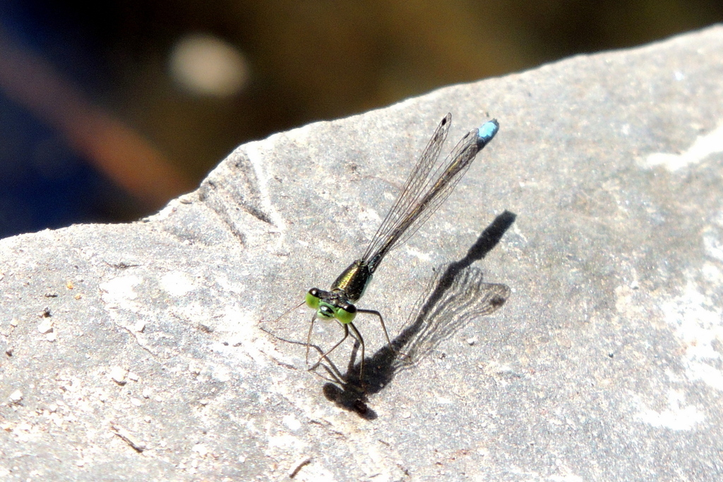 Black-fronted Forktail