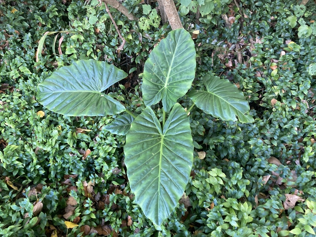 Alocasia brisbanensis, Waikanae River, Waikanae, Wellington, NZ