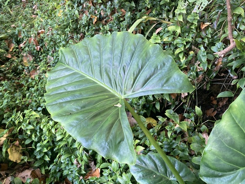 Alocasia brisbanensis