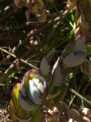 Kalanchoe fedtschenkoi