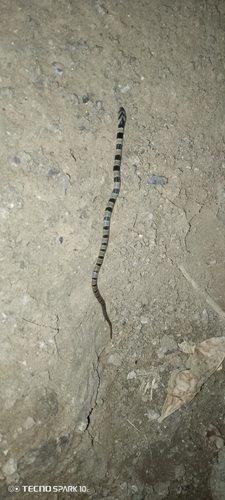 Tillack's Kukri Snake