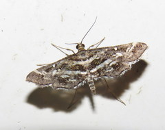 Diasemiopsis ramburialis