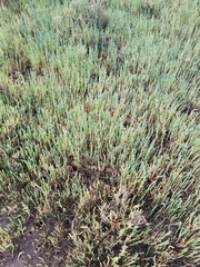 Arthroceras subterminale