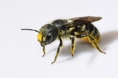 Osmia georgica