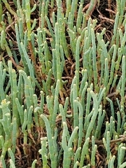 Arthroceras subterminale