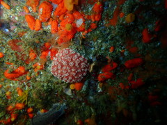 Aplidium flavolineatum