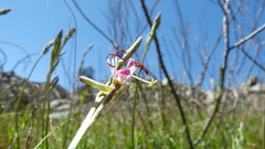 Oenothera hispida