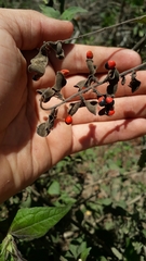 Rhynchosia precatoria