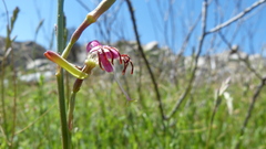 Oenothera hispida