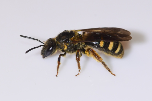 Brown-winged Sweat Bee (Lasioglossum fuscipenne) · iNaturalist