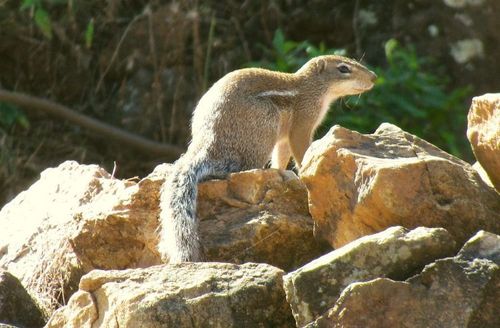 Striped Ground Squirrel