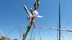 Oenothera hispida
