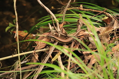 Sphenomorphus incognitus