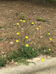 Hypochaeris radicata