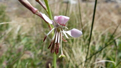 Oenothera hispida
