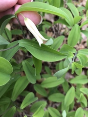 Uvularia