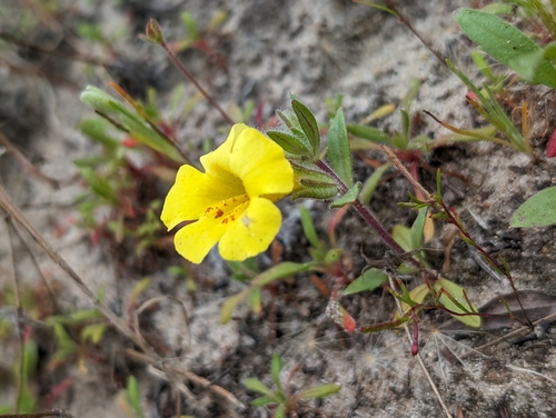 vandenberg monkeyflower (Diplacus vandenbergensis)
