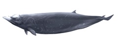 Hubbs' Beaked Whale photo 1