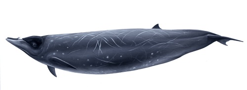 Bering Sea Beaked Whale (Mesoplodon stejnegeri) — Near Threatened Mammalia