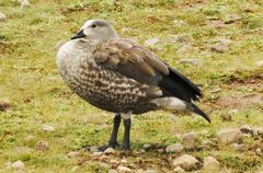 Cyanochen cyanoptera