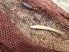 Korean Southern Gudgeon photo 1