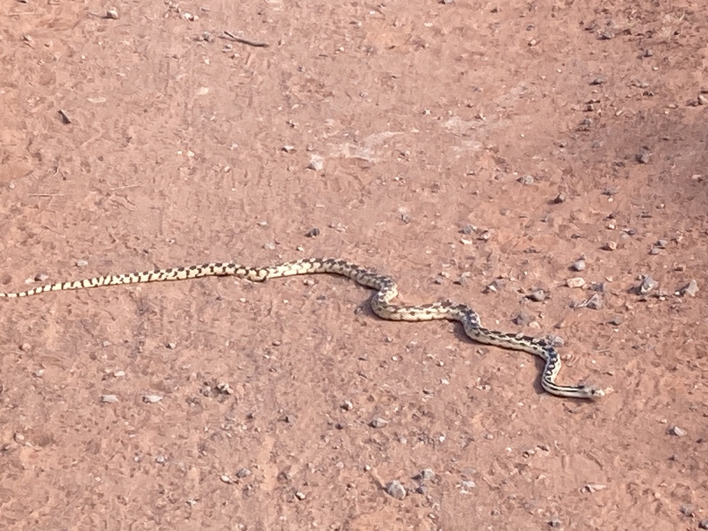 Great Basin Gopher Snake from Turtle Wall, St. George, UT, US on April ...