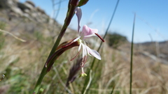 Oenothera hispida