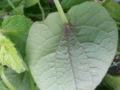 Aristolochia rotunda