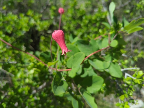 Image of Clematis texensis by (c) Tom Field, some rights reserved (CC BY)