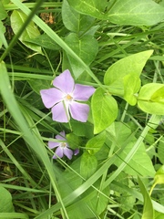 Vinca major
