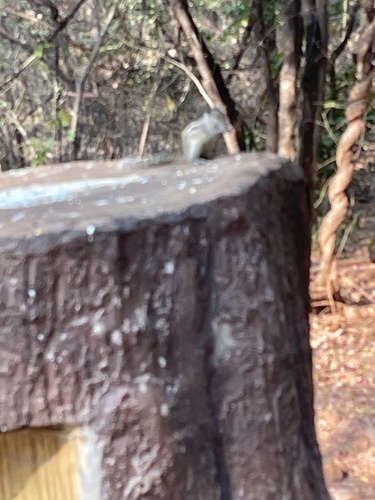 Indian Palm Squirrel