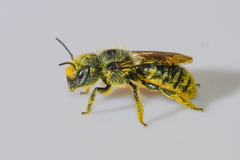 Osmia georgica