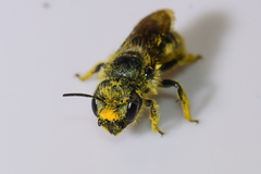 Osmia georgica