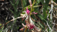 Oenothera hispida