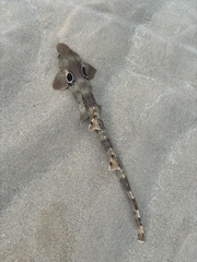 Cat Shark photo 4
