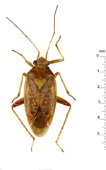 Chinamiris unicolor