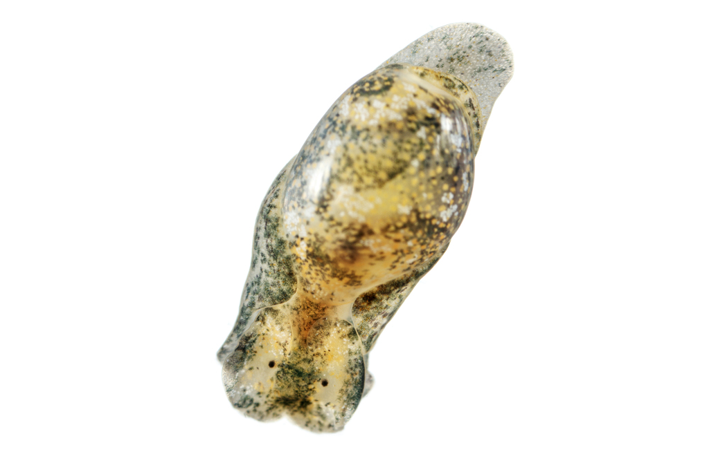 Papawera maugeansis