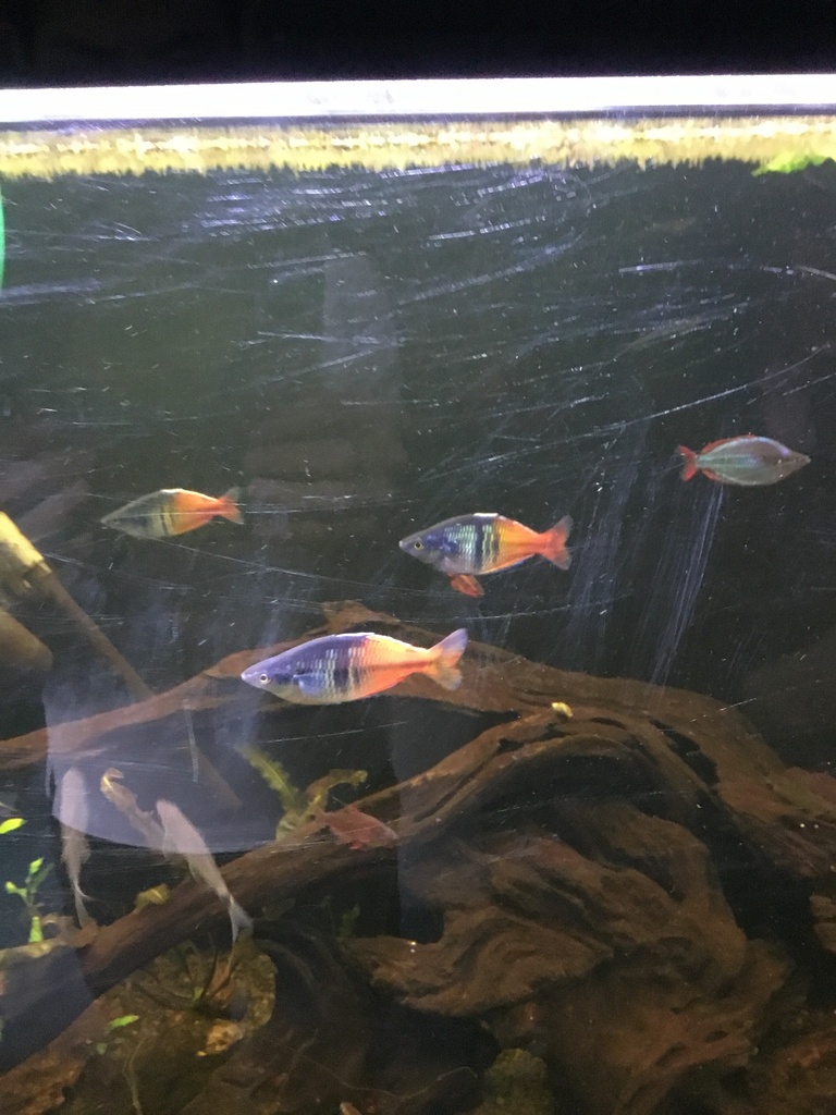 boeseman-s-rainbowfish-in-april-2024-by-isf3217002-inaturalist