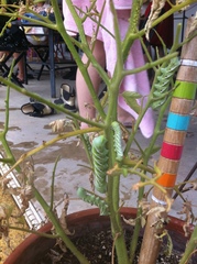 Manduca sexta