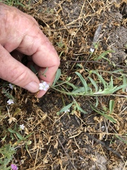 Convolvulus simulans